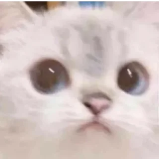 🐱 emoji Cats_°rami° Telegram sticker 15 of 42