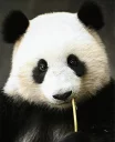 😐 emoji Panda Telegram sticker 21 of 47