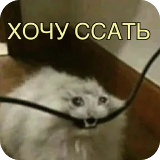 🫥 emoji Пиздос Telegram sticker 16 of 46