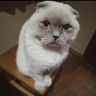 🐾 emoji пиздос Telegram sticker 19 of 19