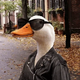 😎 emoji Duck Duck - @StickersCamp Telegram sticker 9 of 40