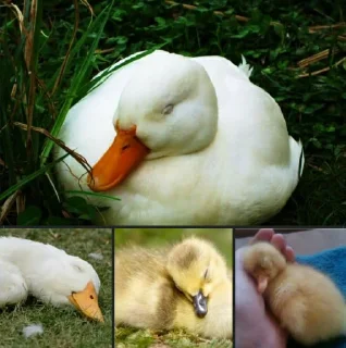 😴 emoji Duck Telegram sticker 20 of 23