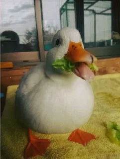 😋 emoji Duck Telegram sticker 22 of 23