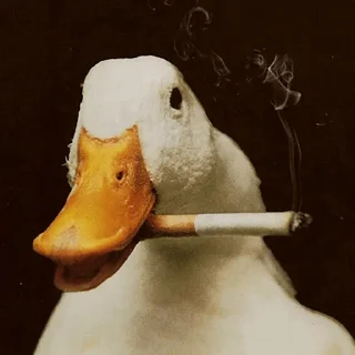 🚬 emoji Duck Duck - @StickersCamp Telegram sticker 12 of 40