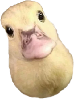 🥺 emoji Duck Telegram sticker 5 of 23