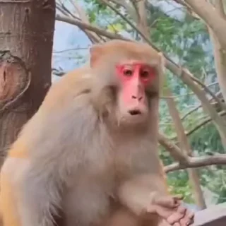 🌟 emoji Monkeys pt3 | @byverrmy Telegram sticker 14 of 120
