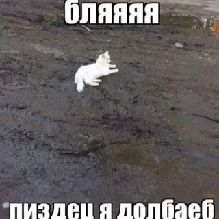 🌟 emoji сборник мемов by:@n_oso4ek Telegram sticker 21 of 92