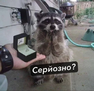 😃 emoji Raccoons Telegram sticker 13 of 69