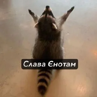 🌟 emoji Raccoons Telegram sticker 5 of 69