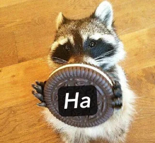 🫵 emoji Raccoons Telegram sticker 23 of 69