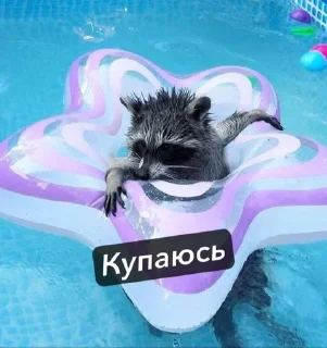 🛁 emoji Raccoons Telegram sticker 16 of 69