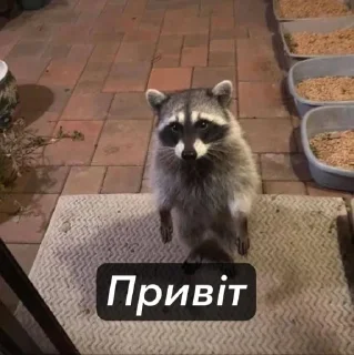 🖐️ emoji Raccoons Telegram sticker 19 of 69