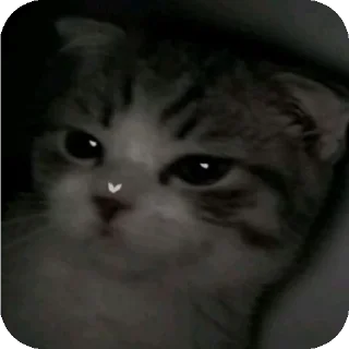 🐱 emoji @Mirzya ki billi Telegram sticker 22 of 52