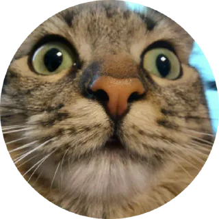 Sticker from Chupa