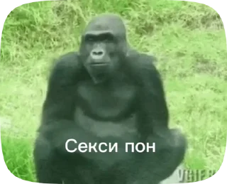 🦍 emoji Обезьянки поны 8 Telegram sticker 18 of 33