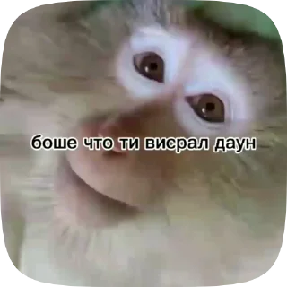 🦍 emoji Обезьянки поны 9 Telegram sticker 12 of 32