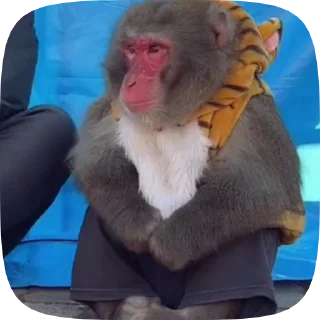 🙋 emoji Обезьянки поны Telegram sticker 5 of 30