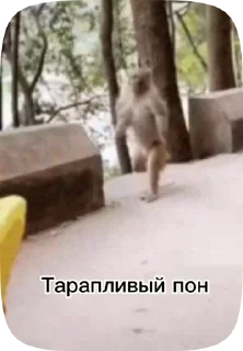 🏃 emoji Обезьянки поны Telegram sticker 23 of 30