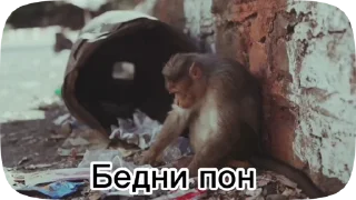 Sticker from Обезьянки поны 6