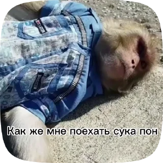 🇽🇰 emoji Обезьянки поны 6 Telegram sticker 13 of 44