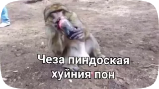 🇷🇴 emoji Обезьянки поны 11 Telegram sticker 22 of 27