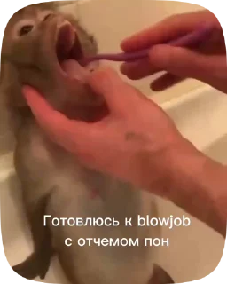 🍆 emoji Обезьянки поны 8 Telegram sticker 9 of 33