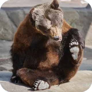 🐾 emoji Silly silly bears Telegram sticker 17 of 120