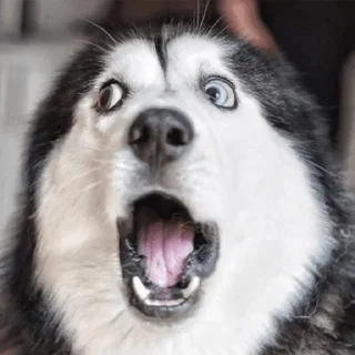😯 emoji Husky Telegram sticker 6 of 10