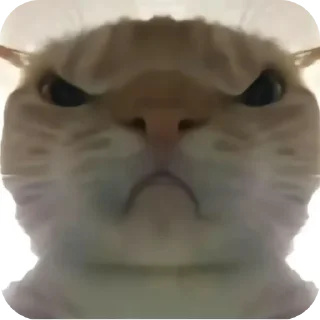 🤲 emoji Chinese cat Telegram sticker 23 of 27