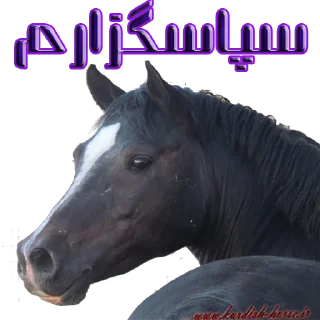 🙏 emoji Kurdish horse Telegram sticker 12 of 45