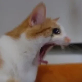 😧 emoji Funny cat Telegram sticker 10 of 42