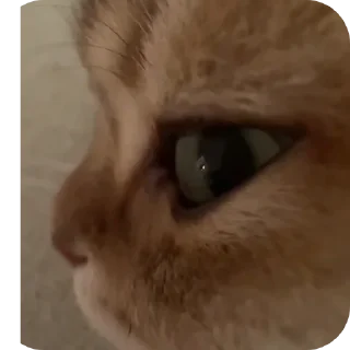 🐱 emoji Rabişş'in kedoolarııı Telegram sticker 18 of 120