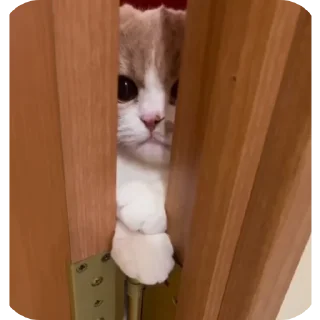 🐱 emoji Rabişş'in kedoolarııı Telegram sticker 10 of 120