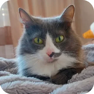 🐱 emoji Rabişş'in kedoolarııı Telegram sticker 20 of 120