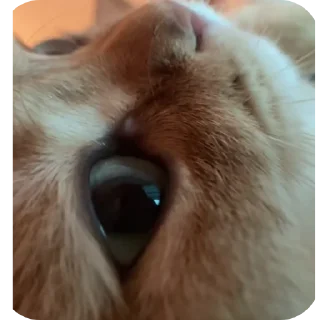 🐱 emoji Rabişş'in kedoolarııı Telegram sticker 19 of 120