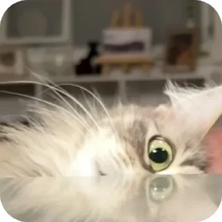 🐱 emoji Rabişş'in kedoolarııı Telegram sticker 21 of 120