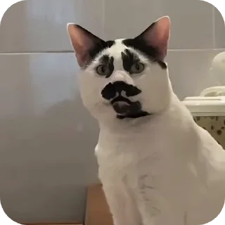 🐱 emoji Rabişş'in kedoolarııı Telegram sticker 6 of 120