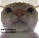 👽 emoji Няхи и мемы Telegram sticker 13 of 120