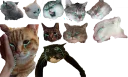 😫 emoji Няхи и мемы Telegram sticker 18 of 120