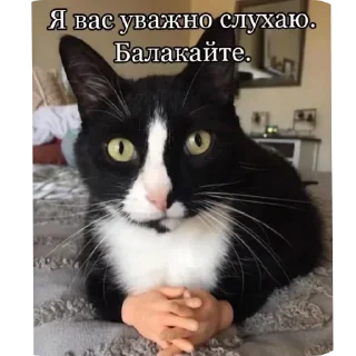 🐱 emoji Абібас Telegram sticker 11 of 21