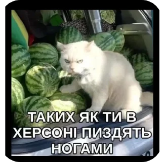 🖼 emoji Абібас Telegram sticker 10 of 21