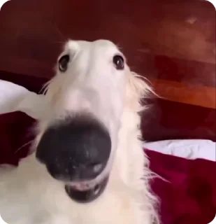 🥖 emoji BORZOI🥖 Telegram sticker 9 of 46