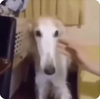 🥖 emoji BORZOI🥖 Telegram sticker 6 of 46