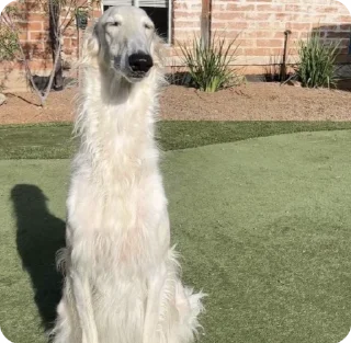 🥖 emoji BORZOI🥖 Telegram sticker 16 of 46