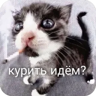 🫥 emoji goyda Telegram sticker 8 of 80