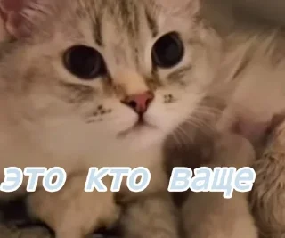 Sticker from Лёлик💗💖💘