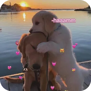 🐶 emoji Gigi @gercektenigrencbihayat Telegram sticker 13 of 120