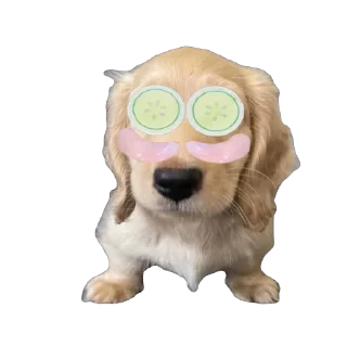 🫥 emoji Bella Telegram sticker 17 of 17