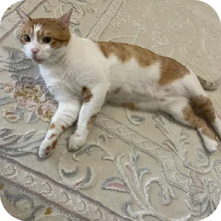 🐱 emoji Gigi @gercektenigrencbihayat Telegram sticker 5 of 120
