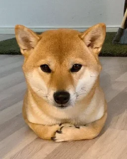 ☘ emoji Shiba inu | @M4eHDi Telegram sticker 13 of 34